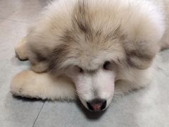 -汪说·狗咖(旺城大厦店)