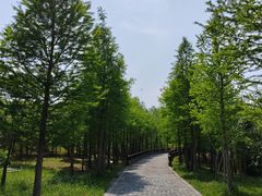 -溱湖国家湿地公园