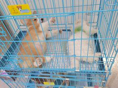 -1013 PET SHOP精品宠物商店(丁香店)