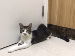 -瑞鹏宠物医院·夜间急症·心超·猫科(祖庙分店)