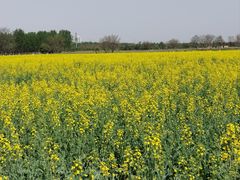 -汉长安城未央宫国家考古遗址公园