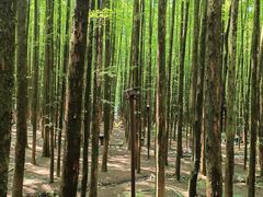 -山王坪喀斯特国家生态公园