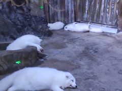 -芜湖新华联大白鲸海洋公园