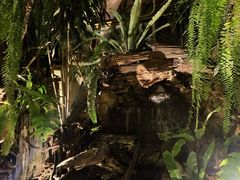 -Fern Forest Cafe