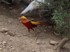 -燕塞湖鸟语林景区
