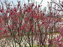 -瑶湖郊野森林公园