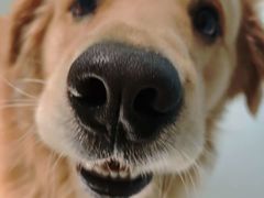 -趣玩宠物乐园寄养训犬训狗游泳池