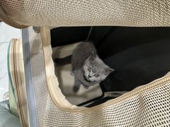 -艾吉宠物医院·疑难杂症转诊中心·猫友好(碧江路院)