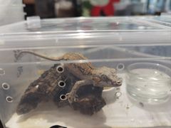 -酷以爬仙阁实体爬宠店·守宫·蜥蜴·专业繁育