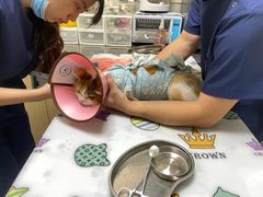 -谐和益家动物医院·免疫绝育·血液透析·宠保定点医院(高新伊藤分院)