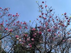 -广州市白云山风景名胜区
