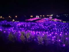 -大塘金香草谷