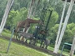 -哈尔滨北方森林动物园