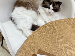 -藏猫猫咖啡主题馆(中央大道店)