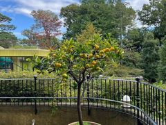 -三鹰之森吉卜力美术馆