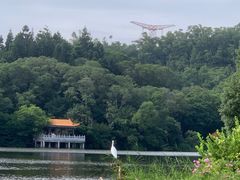 -深圳仙湖植物园