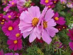 -海心沙亚运公园