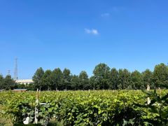 -北京张裕爱斐堡酒庄