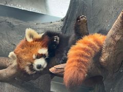-武汉动物园