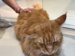 -藏猫猫咖啡主题馆(中央大道店)