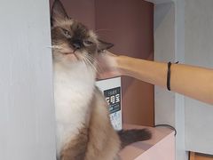 -猫儿山۰猫主题餐厅