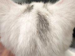 -猫小院猫主题咖啡厅(北锣店)