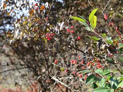 -黑河国家森林公园