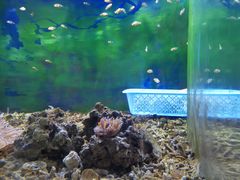 -沙沙哗啦海洋馆(华宇百花谷店)