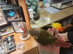 -吉丁鸟咖·异宠·寄养