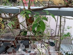 -喵屿·大理花园猫咖