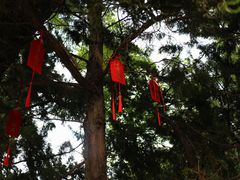 -龙爪山国家地质公园