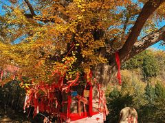-遵化市禅林寺古银杏风景园
