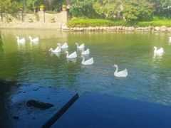-芭东小镇温泉