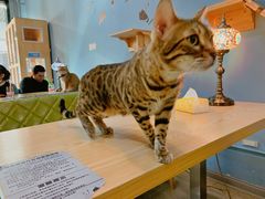 -猫咪咖啡·猫咖(万达广场店)