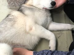 -星多哈·狗咖·拼豆·咖啡