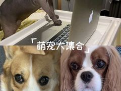 -美联众合动物医院·内科·皮肤科·外科(古城分院)