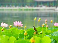 -莲花池公园