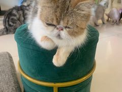 -平行世界·猫咖(首经贸店)
