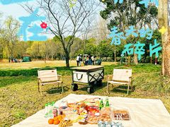 -顾村公园