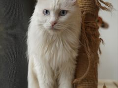 -纳吉亚猫专科动物医院(康都外科中心)