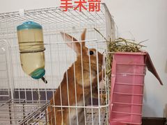 -北京观赏动物医院·24小时大型综合·猫专科·异宠专科