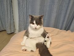 -瑞鹏宠物医院犬猫全科(真大分院)