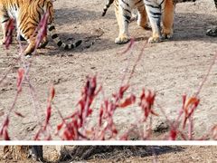 -沈阳森林动物园