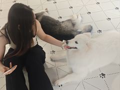-毛绒耶耶撸宠馆·猫咖·狗咖·荷兰猪咖