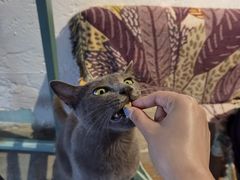 -喵屿·大理花园猫咖