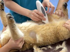 -爱诺耐芙动物医院(万博店)