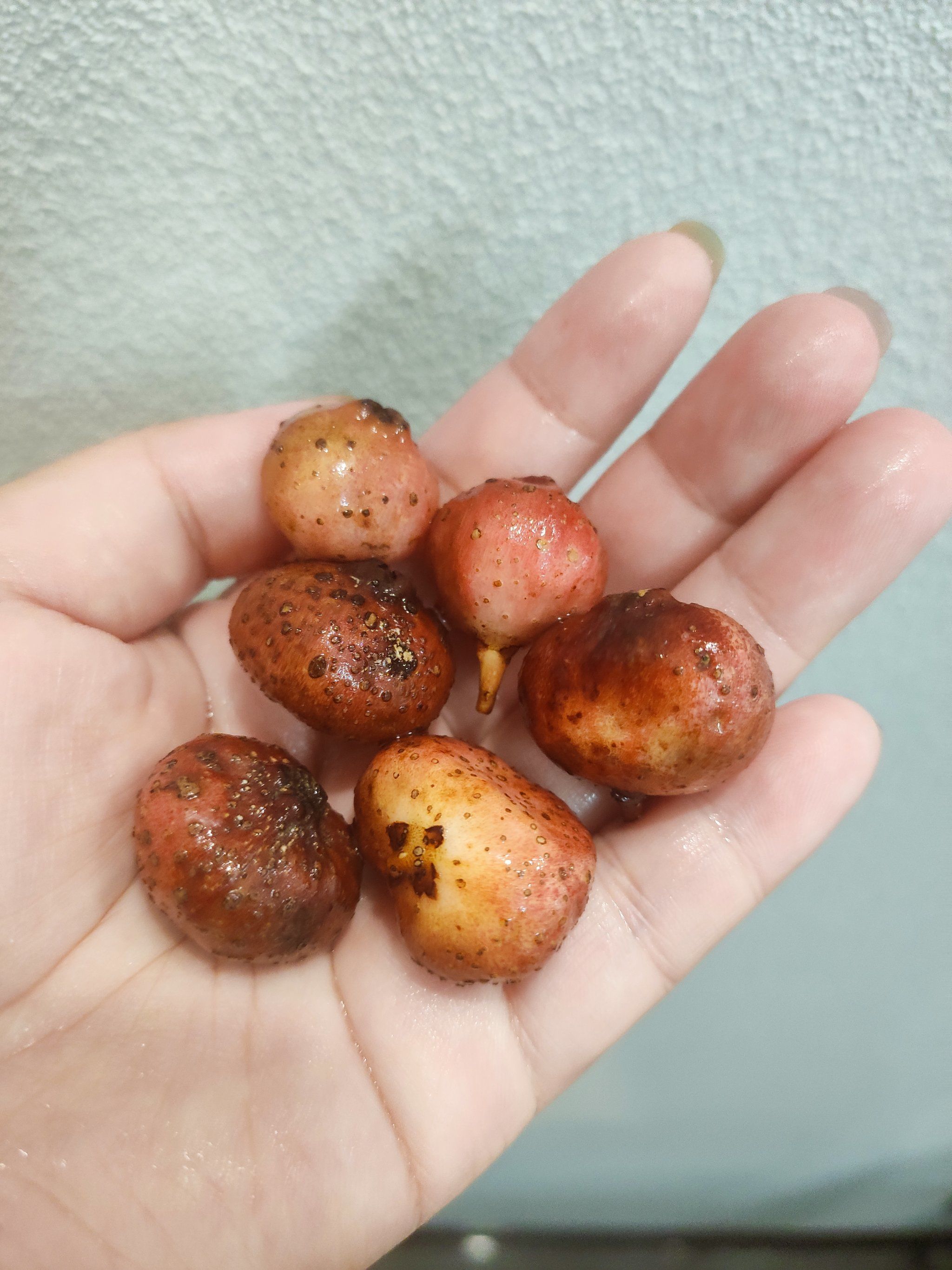 猜猜这是什么野果子