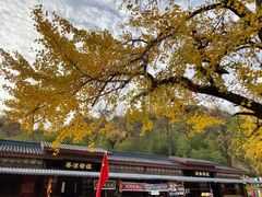 -千年银杏谷文化旅游区