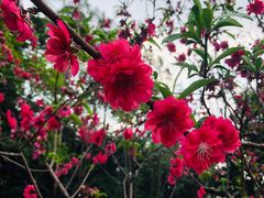 -南国桃园旅游度假区