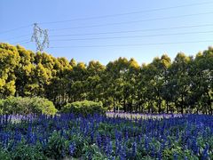 -广东花都香草世界旅游度假区